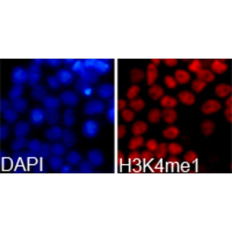 Immunofluorescence - Histone H3K4me1 Polyclonal Antibody from Signalway Antibody (HW001) - Antibodies.com