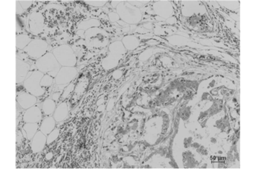 Immunohistochemistry - Pan Methylated Lysine Monoclonal Antibody from Signalway Antibody (HW099) - Antibodies.com