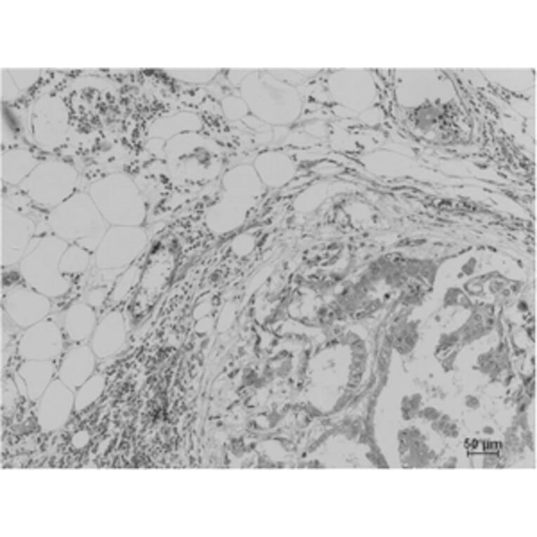 Immunohistochemistry - Pan Methylated Lysine Monoclonal Antibody from Signalway Antibody (HW099) - Antibodies.com