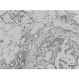 Immunohistochemistry - Pan Methylated Lysine Monoclonal Antibody from Signalway Antibody (HW099) - Antibodies.com
