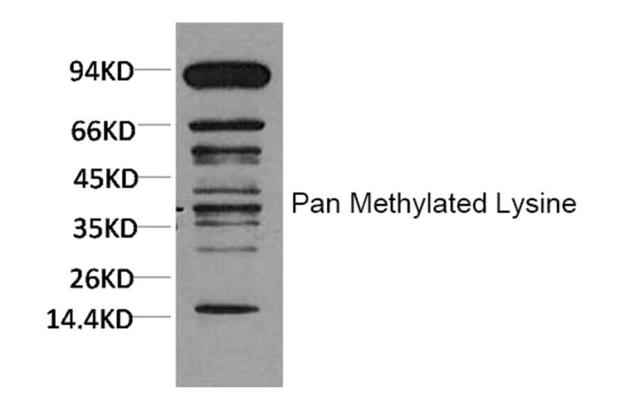 Western blot - Pan Methylated Lysine Monoclonal Antibody from Signalway Antibody (HW099) - Antibodies.com