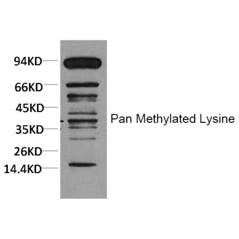 Western blot - Pan Methylated Lysine Monoclonal Antibody from Signalway Antibody (HW099) - Antibodies.com