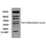 Western blot - Pan Methylated Lysine Monoclonal Antibody from Signalway Antibody (HW099) - Antibodies.com