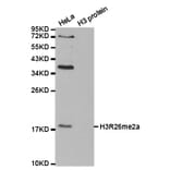 Western blot - Histone H3R26me2a Polyclonal Antibody from Signalway Antibody (HW016) - Antibodies.com
