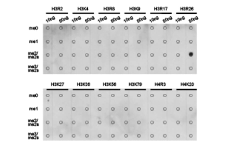 Dot blot - Histone H3R26me2a Polyclonal Antibody from Signalway Antibody (HW016) - Antibodies.com
