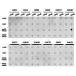 Dot blot - Histone H3R26me2a Polyclonal Antibody from Signalway Antibody (HW016) - Antibodies.com