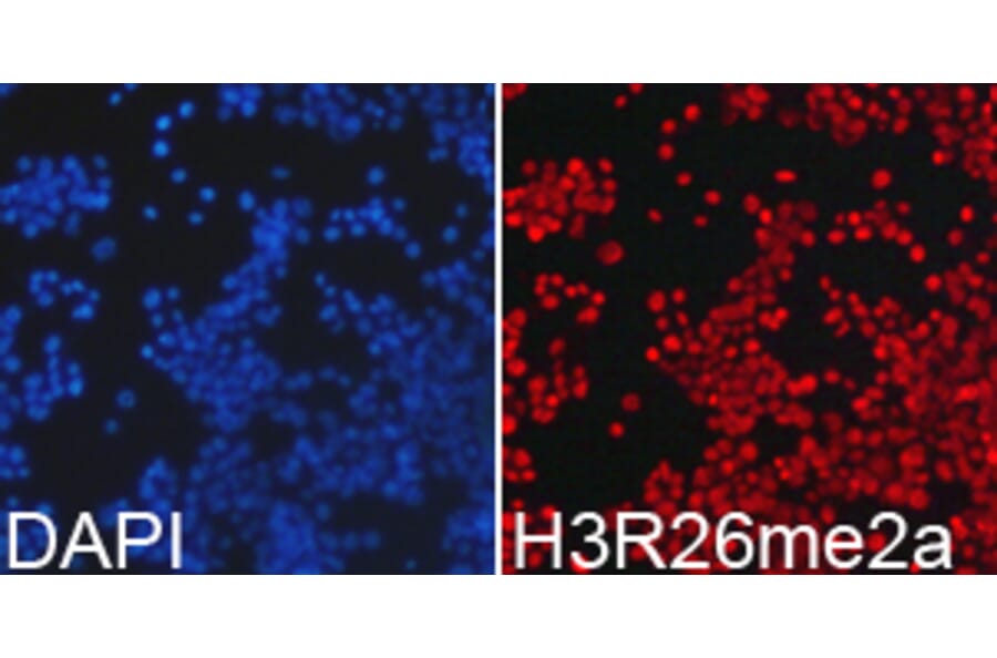Immunofluorescence - Histone H3R26me2a Polyclonal Antibody from Signalway Antibody (HW016) - Antibodies.com