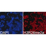 Immunofluorescence - Histone H3R26me2a Polyclonal Antibody from Signalway Antibody (HW016) - Antibodies.com