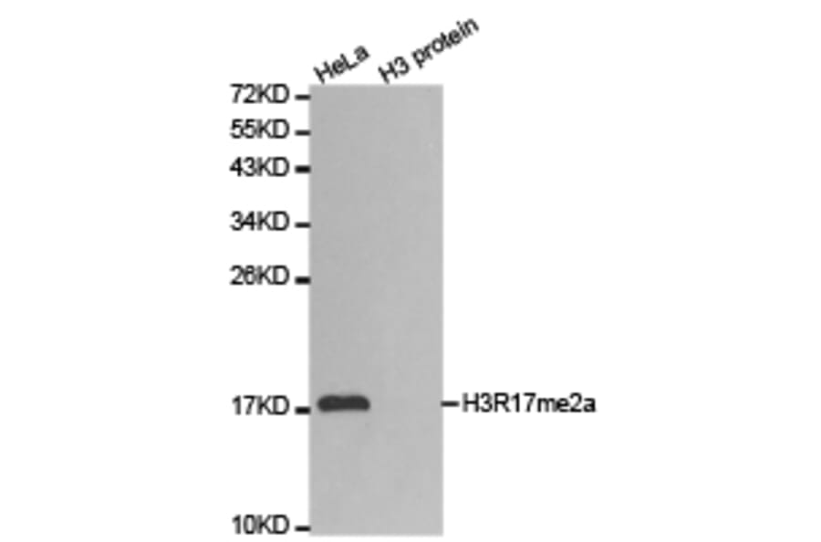 Western blot - Histone H3R17me2a Polyclonal Antibody from Signalway Antibody (HW018) - Antibodies.com