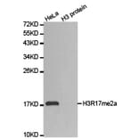 Western blot - Histone H3R17me2a Polyclonal Antibody from Signalway Antibody (HW018) - Antibodies.com