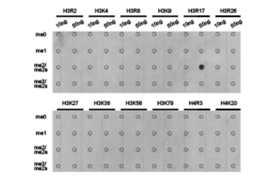 Dot blot - Histone H3R17me2a Polyclonal Antibody from Signalway Antibody (HW018) - Antibodies.com