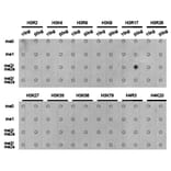 Dot blot - Histone H3R17me2a Polyclonal Antibody from Signalway Antibody (HW018) - Antibodies.com