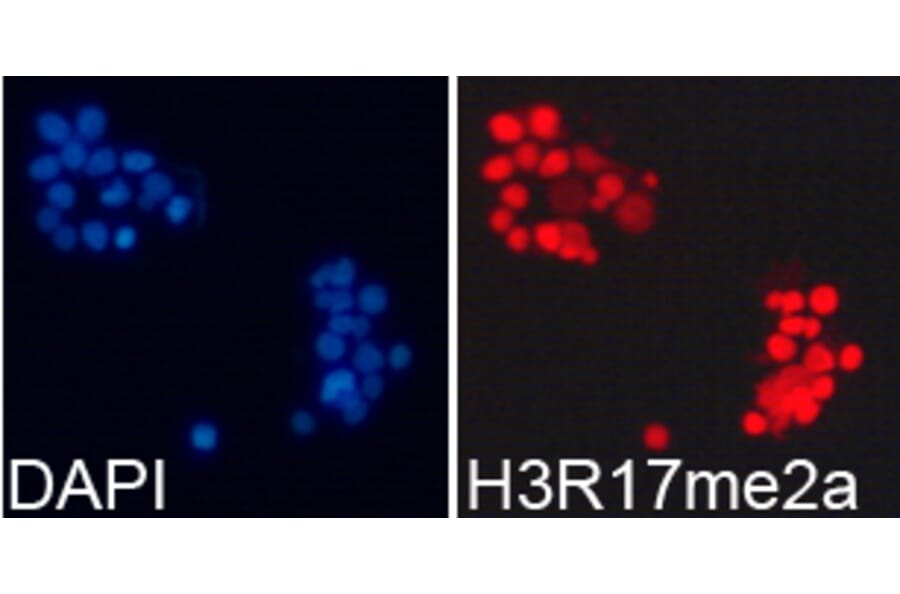 Immunofluorescence - Histone H3R17me2a Polyclonal Antibody from Signalway Antibody (HW018) - Antibodies.com