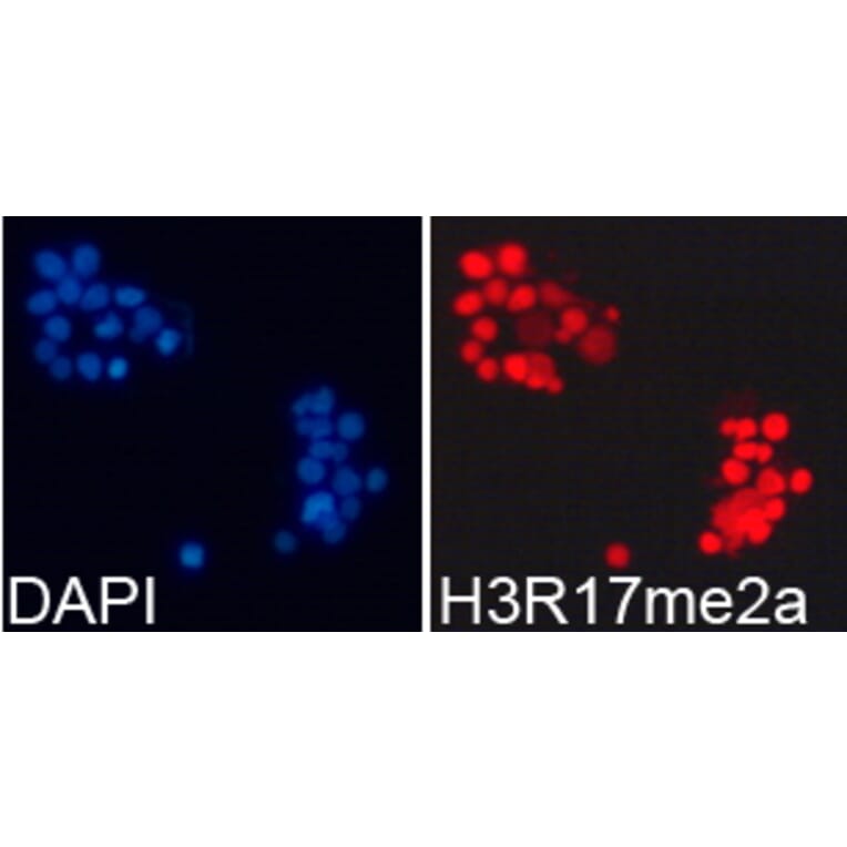 Immunofluorescence - Histone H3R17me2a Polyclonal Antibody from Signalway Antibody (HW018) - Antibodies.com