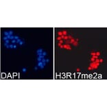 Immunofluorescence - Histone H3R17me2a Polyclonal Antibody from Signalway Antibody (HW018) - Antibodies.com