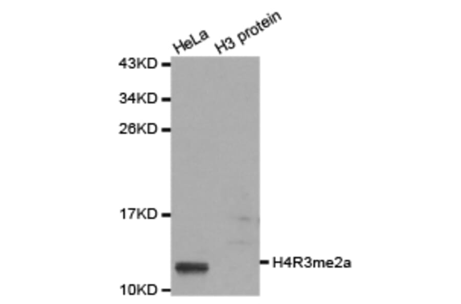 Western blot - Histone H4R3me2a Polyclonal Antibody from Signalway Antibody (HW017) - Antibodies.com