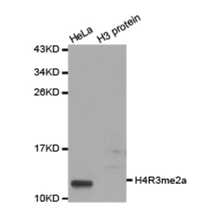 Western blot - Histone H4R3me2a Polyclonal Antibody from Signalway Antibody (HW017) - Antibodies.com