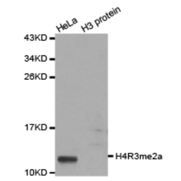Western blot - Histone H4R3me2a Polyclonal Antibody from Signalway Antibody (HW017) - Antibodies.com