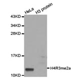 Western blot - Histone H4R3me2a Polyclonal Antibody from Signalway Antibody (HW017) - Antibodies.com