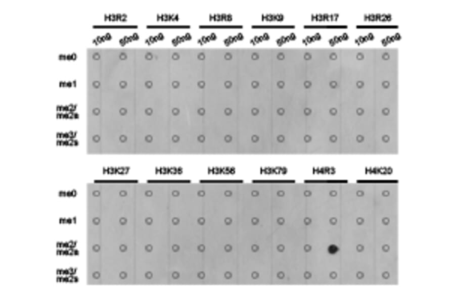Dot blot - Histone H4R3me2a Polyclonal Antibody from Signalway Antibody (HW017) - Antibodies.com