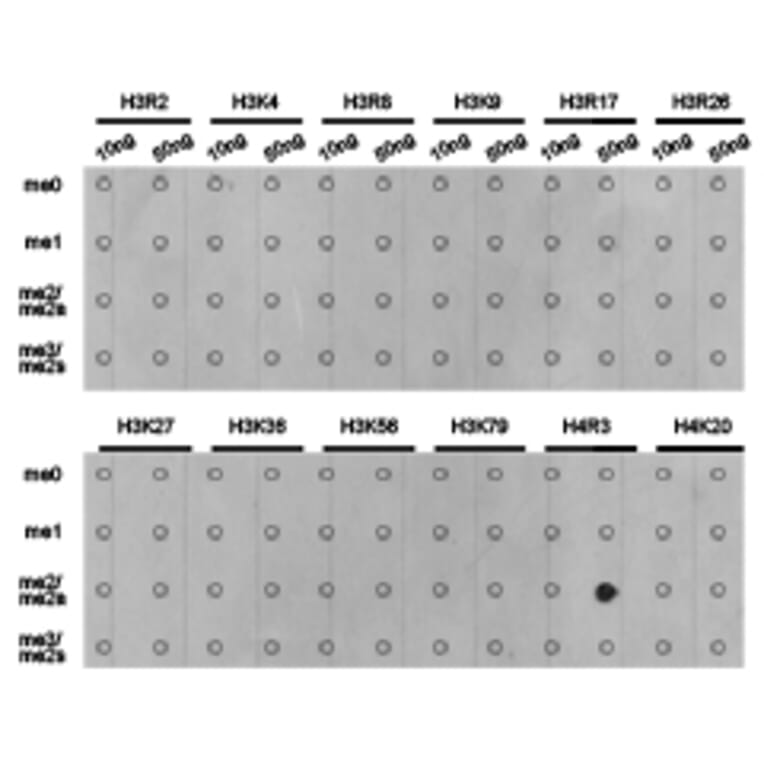 Dot blot - Histone H4R3me2a Polyclonal Antibody from Signalway Antibody (HW017) - Antibodies.com