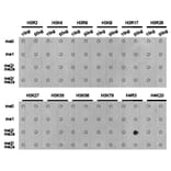 Dot blot - Histone H4R3me2a Polyclonal Antibody from Signalway Antibody (HW017) - Antibodies.com