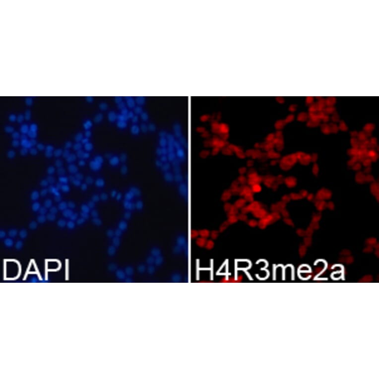 Immunofluorescence - Histone H4R3me2a Polyclonal Antibody from Signalway Antibody (HW017) - Antibodies.com