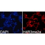 Immunofluorescence - Histone H4R3me2a Polyclonal Antibody from Signalway Antibody (HW017) - Antibodies.com