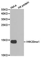 Western blot analysis of extracts of HeLa cell line and H4 protein expressed in E.coli., using H4K20me1 antibody.