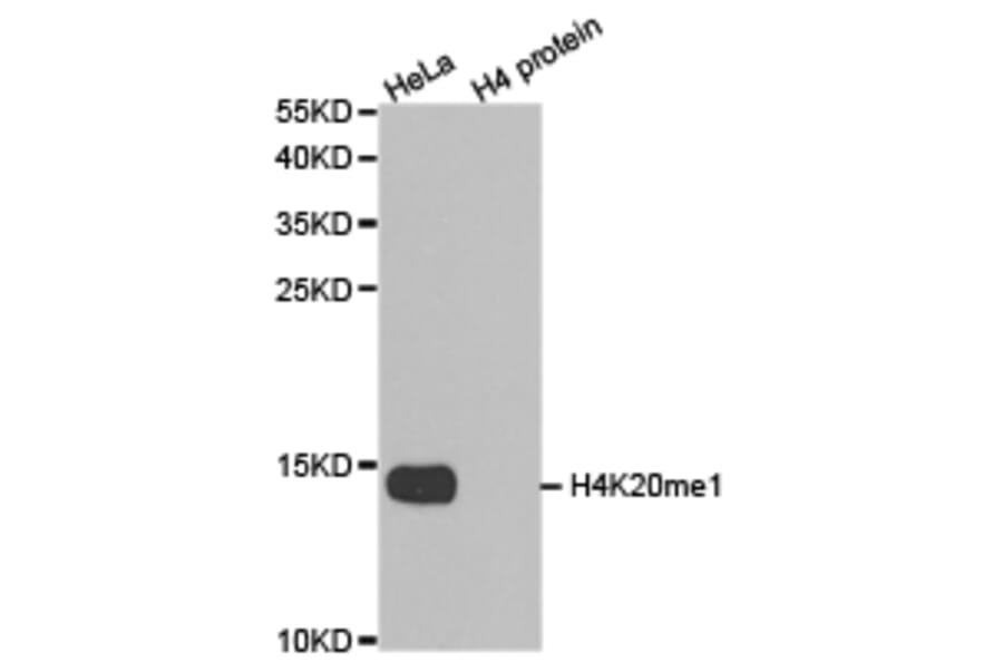 Western blot - Histone H4K20me1 Polyclonal Antibody from Signalway Antibody (HW031) - Antibodies.com
