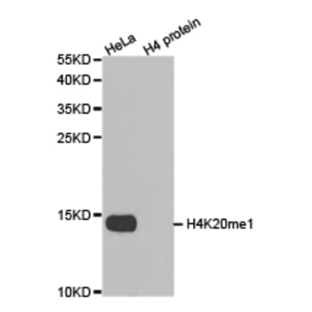 Western blot - Histone H4K20me1 Polyclonal Antibody from Signalway Antibody (HW031) - Antibodies.com