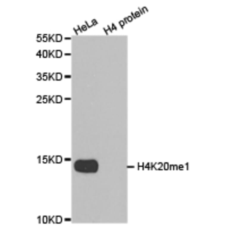 Western blot - Histone H4K20me1 Polyclonal Antibody from Signalway Antibody (HW031) - Antibodies.com