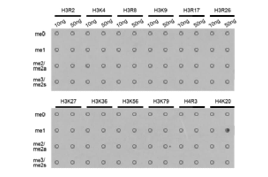Dot blot - Histone H4K20me1 Polyclonal Antibody from Signalway Antibody (HW031) - Antibodies.com