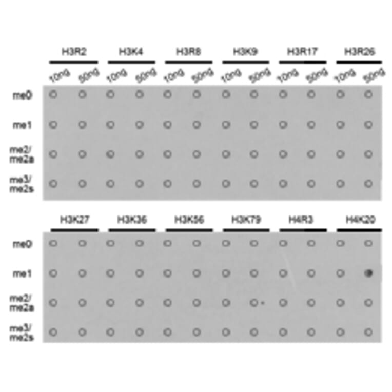 Dot blot - Histone H4K20me1 Polyclonal Antibody from Signalway Antibody (HW031) - Antibodies.com