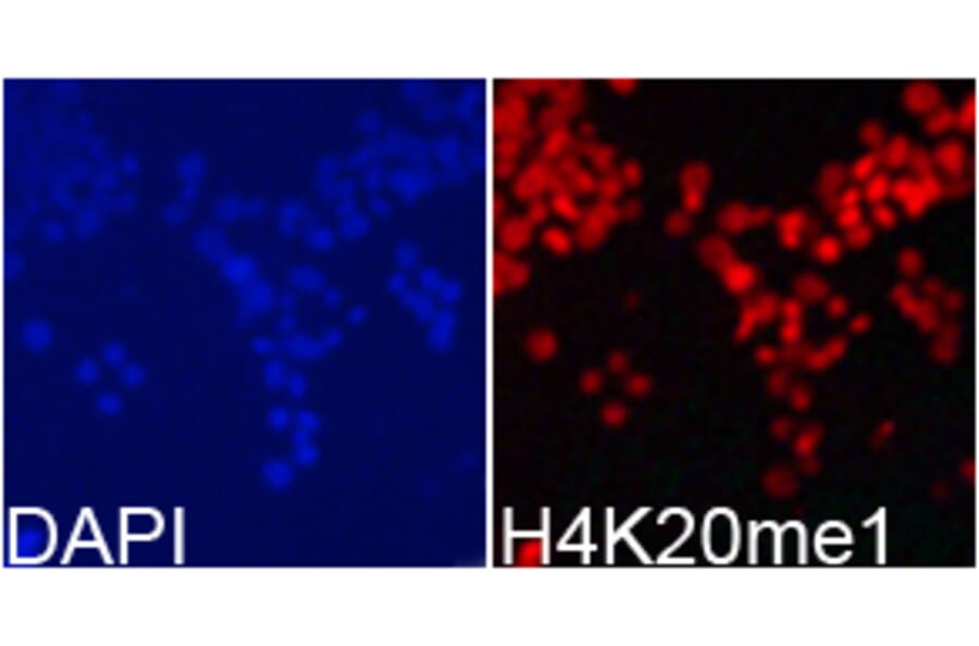 Immunofluorescence - Histone H4K20me1 Polyclonal Antibody from Signalway Antibody (HW031) - Antibodies.com