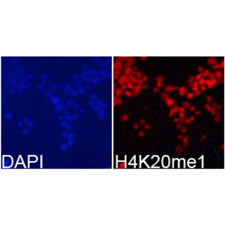 Immunofluorescence - Histone H4K20me1 Polyclonal Antibody from Signalway Antibody (HW031) - Antibodies.com