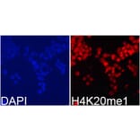 Immunofluorescence - Histone H4K20me1 Polyclonal Antibody from Signalway Antibody (HW031) - Antibodies.com