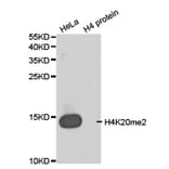 Western blot - Histone H4K20me2 Polyclonal Antibody from Signalway Antibody (HW032) - Antibodies.com