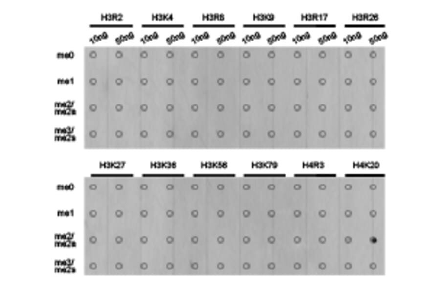Dot blot - Histone H4K20me2 Polyclonal Antibody from Signalway Antibody (HW032) - Antibodies.com
