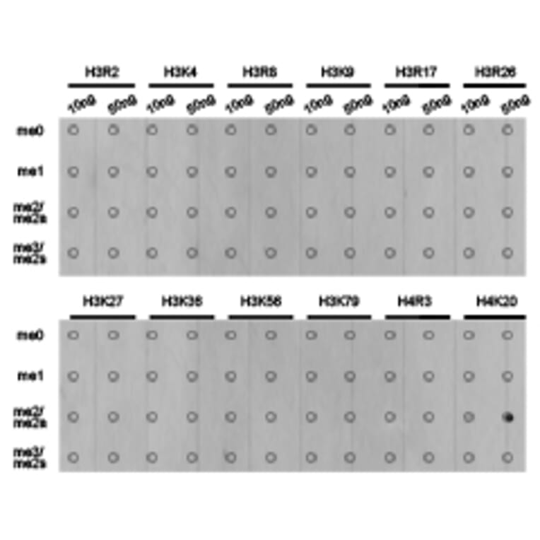 Dot blot - Histone H4K20me2 Polyclonal Antibody from Signalway Antibody (HW032) - Antibodies.com