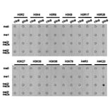 Dot blot - Histone H4K20me2 Polyclonal Antibody from Signalway Antibody (HW032) - Antibodies.com