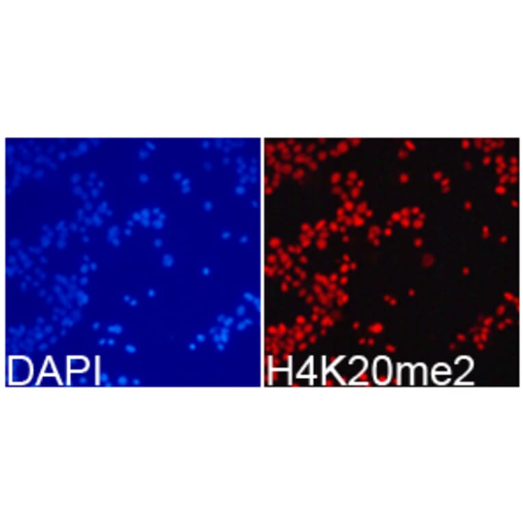 Immunofluorescence - Histone H4K20me2 Polyclonal Antibody from Signalway Antibody (HW032) - Antibodies.com