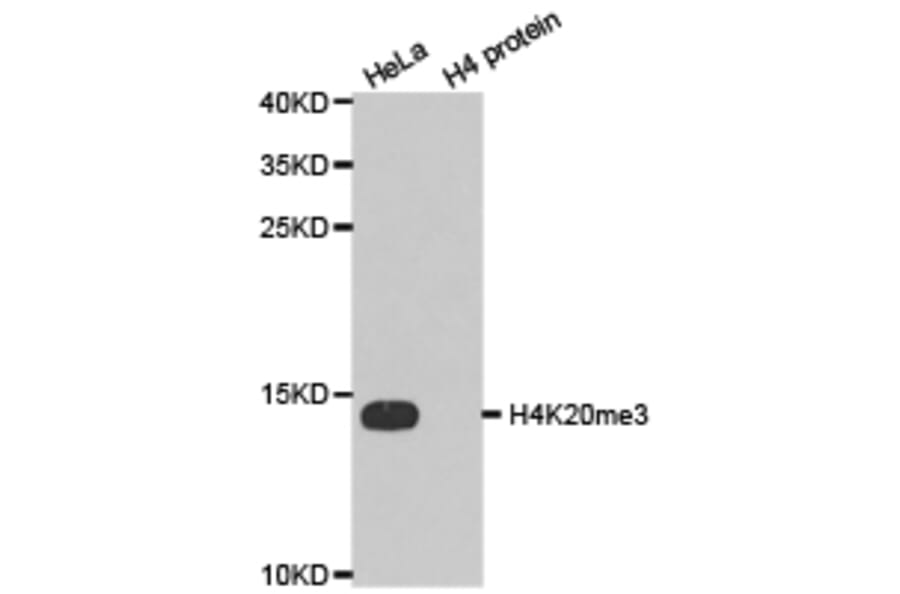 Western blot - Histone H4K20me3 Polyclonal Antibody from Signalway Antibody (HW033) - Antibodies.com