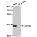 Western blot - Histone H4K20me3 Polyclonal Antibody from Signalway Antibody (HW033) - Antibodies.com