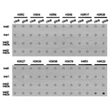 Dot blot - Histone H4K20me3 Polyclonal Antibody from Signalway Antibody (HW033) - Antibodies.com