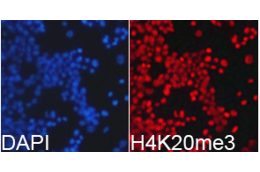 Immunofluorescence - Histone H4K20me3 Polyclonal Antibody from Signalway Antibody (HW033) - Antibodies.com
