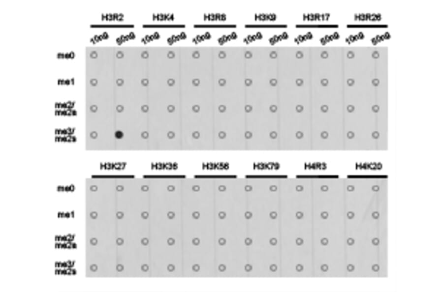 Dot blot - Histone H3R2me2s Polyclonal Antibody from Signalway Antibody (HW014) - Antibodies.com