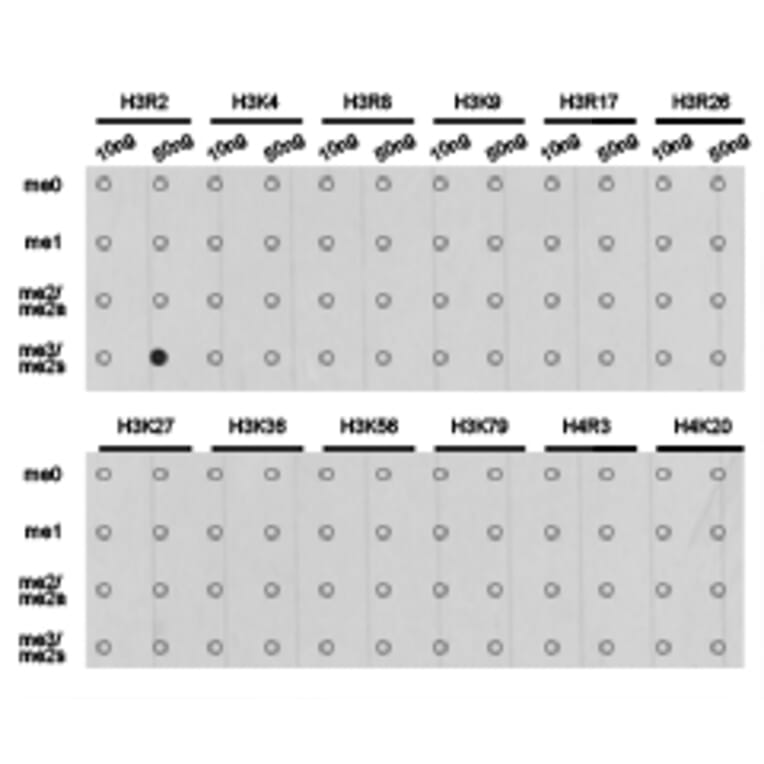 Dot blot - Histone H3R2me2s Polyclonal Antibody from Signalway Antibody (HW014) - Antibodies.com