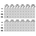 Dot blot - Histone H3R2me2s Polyclonal Antibody from Signalway Antibody (HW014) - Antibodies.com
