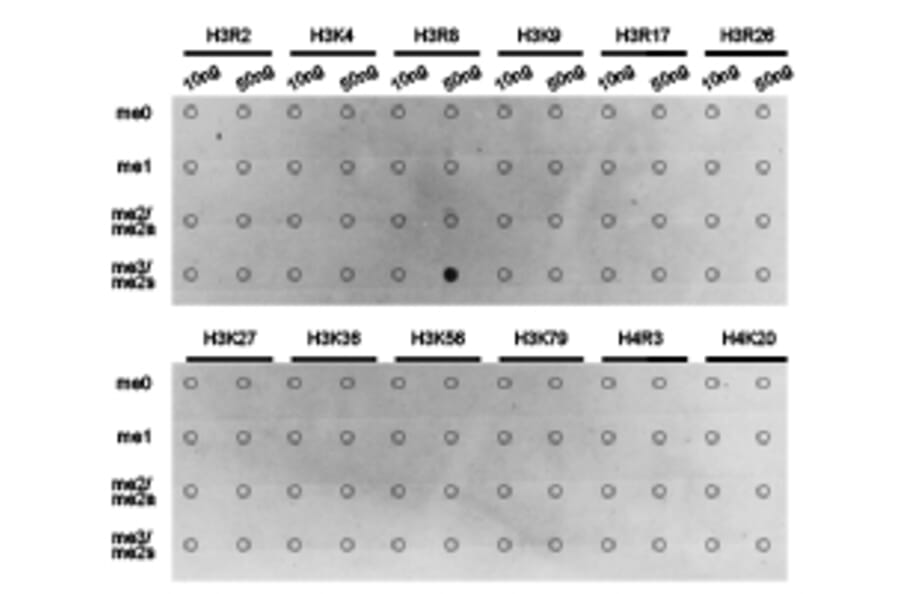 Dot blot - Histone H3R8me2s Polyclonal Antibody from Signalway Antibody (HW015) - Antibodies.com